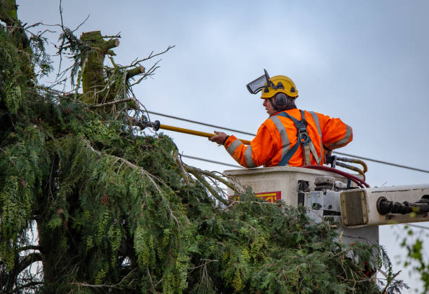 Best Tree Disease Treatment  in Gray, LA