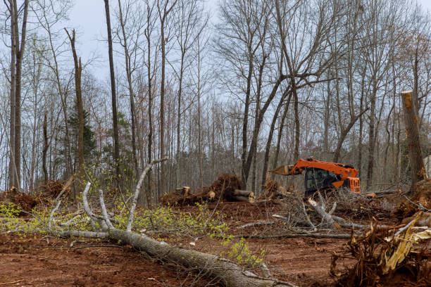 Best Storm Damage Tree Cleanup  in Gray, LA