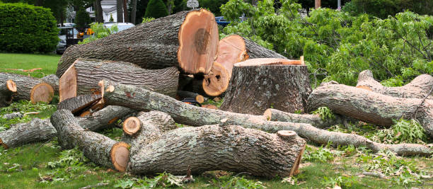 Best Tree Trimming and Pruning  in Gray, LA