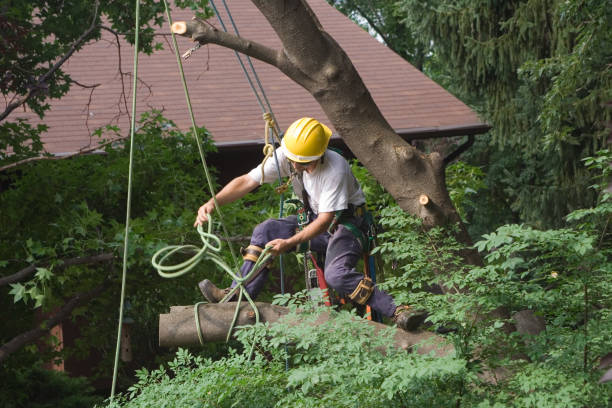 Best Tree Preservation Services  in Gray, LA