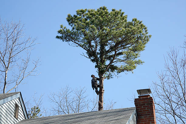 Best Utility Line Clearance  in Gray, LA