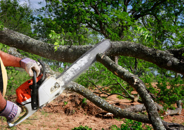 Best Root Management and Removal  in Gray, LA